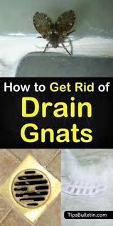 4 Amazingly Simply Ways To Get Rid Of Drain Gnats How To Get Rid Of Gnats Cleaning Hacks House Cleaning Tips