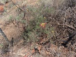 Image result for Erythrostemon gilliesii