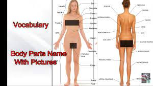 This article looks at female body parts and their functions, and it provides an interactive diagram. Vocabulary Parts Of Body With Pictures Youtube
