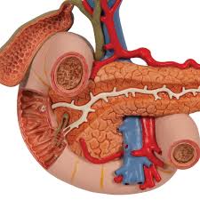 Its most important part is the glenohumeral joint; Rear Organs Of Upper Abdomen Model 3b Scientific 1000309 K22 2