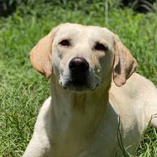 This allows us to better ensure that the animal of interest is exactly what you're looking for, and vice versa. The Humane Society Of North Central Florida Home Facebook