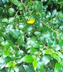 Image result for Rhamnus prinoides