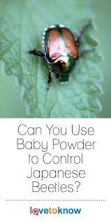 Baby Powder To Control Japanese Beetles Lovetoknow Japanese Beetles Garden Pests Beetle