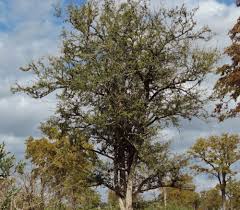 Image result for Diospyros natalensis