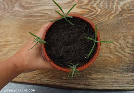 Image result for lavender cuttings