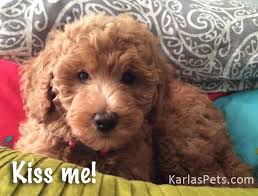 These labradoodle puppies are a designer mixed breed. Labradoodle Breeder In Ma Karlas Pet Rendezvous