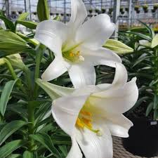 .indoor #freshgreens #lyndechristmas #happyholidays (at lynde greenhouse & nursery). Lynde Greenhouse Nursery 9293 Pineview Lane North Maple Grove Mn Florists Mapquest