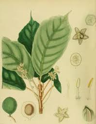Image result for Achariaceae
