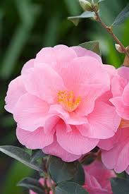 Camellia Williamsii Donation Camellia Beautiful Flowers Flowers Camellia Flower