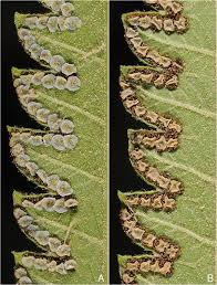 Image result for Amblovenatum