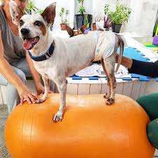 Marcela Hoffman Barbosa, nossa Médica Veterinária da Fisio Gerais graduada  pela UFMG, pós graduação pelo Instituto Bioethicus em Botucatu-SP de  Fisiatria, Fisioterapia e Reabilitação Veterinária. Cursando Acupuntura  Veterinária pelo Incisam/BH e ...