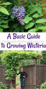 Stout horizontal wires fastened to sturdy vine eyes screwed into the wall at intervals of 18in give the most unobtrusive support. Basic Guide To Growing Wisteria One Hundred Dollars A Month