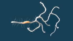 Image result for Oxyrhachis gracillima