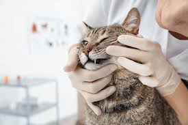 Mammary gland cancer is breast cancer in cats and is usually diagnosed as a mammary carcinoma. 5 Common Oral Problems Found In Felines All About Cats