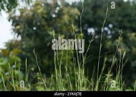 Image result for Cymbopogon caesius