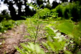 Image result for Indigofera lupatana