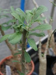 Image result for Sesamothamnus lugardii