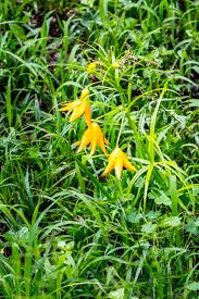 Image result for Chironia laxiflora