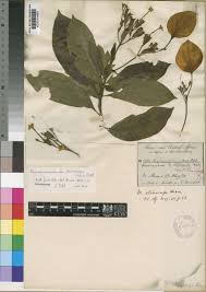 Image result for Pseudomussaenda stenocarpa