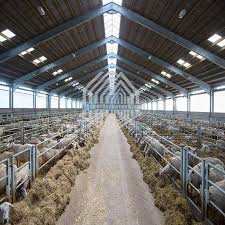 Low Price Light Steel Structure Prefabricated Cow Building Shed Farm In 2020 Shed Design Cow House Sheep