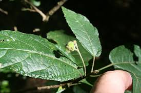 Image result for Mildbraedia carpinifolia