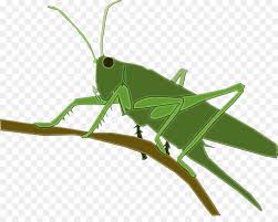 Семейство acrididae macleay, 1819 — настоящие саранчовые; Chinese Grasshopper Locust Insect Caelifera Png Download 1280 996 Free Transparent Watercolor Png Download Cleanpng Kisspng