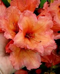 R Old Copper Photo By Jan R Fuller Azaleas Garden Beautiful Flowers Planting Flowers