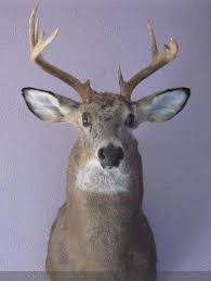 Today, mountain mike's reproductions proudly offers a variety of diy european mount kits and country home decor so you can create beautiful, affordable trophies and decorate your home or cabin. Diy Shoulder Mount Hunt Talk