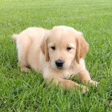 He is a very sweet, loving, happy personality. American Golden Retriever Puppies For Sale Usa Canada Australia