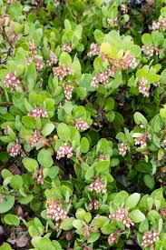 Selective focus of pink flowers on branches of cherry blossom tree. Manzanita Tree Pink Flowers California Stock Photo Picture And Royalty Free Image Image 117857866