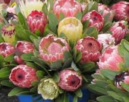 Proteas are native to southern africa and belong to the same family of plants (proteaceae) as australia's native banksias, grevilleas and waratahs. Proteas Shrub Care Growing Planting Pruning Tips For Gardeners