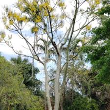 Image result for Schizolobium parahyba