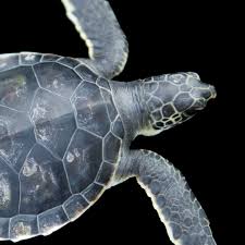 Green Sea Turtle National Geographic