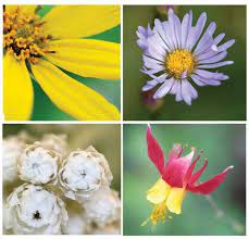 Elysian Fields Greek Mythology Flowers Flowers Greek Mythology Mythology