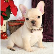 All our dog's are registered akc french bulldogs. Affordable French Bulldog Puppies For Sale Near Ne In Phoenix Arizona Puppies For Sale Near Me