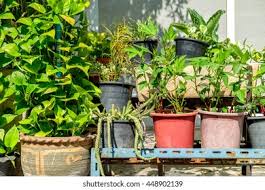 Place this plant away from traffic as its. Outdoor Flower Pots Tropical Succulent Plants Stock Photo Edit Now 448902139