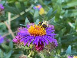 Image result for Urochloa xantholeuca