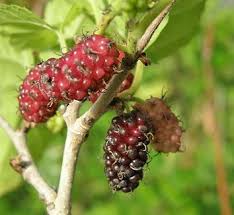 Image result for Morus