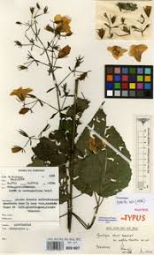 Image result for Mimulopsis