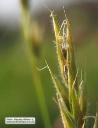 Image result for Anthoxanthum nivale