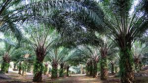 Jenis buah yang masuk ke pabrik sawit pada umumnya jenis tenera atau jenis dura. Ejen Pengurusan Ladang Risda Estates Sdn Bhd