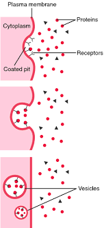 Check spelling or type a new query. Pinocytic Vesicle Definition Of Pinocytic Vesicle By Medical Dictionary