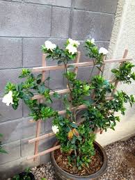 Garten Pflanzen Gardenie Garten Kieselsteine Gartenpflanzen Baume Garten Pflanzen