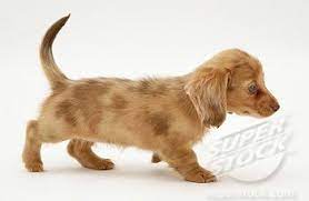 Puppy is vaccinated, vet checked and de we have beautiful long hair ee cream boys available for r8 500 each. Cream Dapple Miniature Long Haired Dachshund Pup Walking Stock Photo 4070 5900 Superstock Dapple Dachshund Puppy Dachshund Puppies Wirehaired Dachshund Puppy