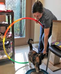Clicker training relies on associating a it's best to use a clicker specifically designed for training. Cat Pawsitive Pro Clicker Training Program Purrfect Pals