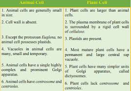 Animal cell lacking contractile vacuoles usually burst, if placed in hypertonic solution. Make A Comparison To Write Down Ways In Which Plant Cells Are Different From Animal Cells Sarthaks Econnect Largest Online Education Community