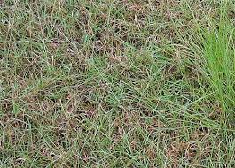 Image result for Brachyachne simonsii