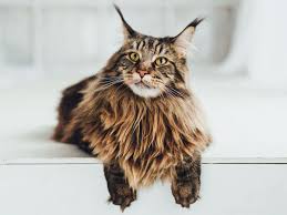 Maine Coon Cat Care Profile Facts Vivo Pets