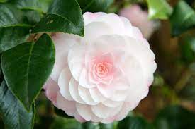 I Guess It Was Bound To Happen See Enough Beautiful Camellias And Even Though You Know They Re Out Of Your Zone You Start Flowers Pretty Flowers Flower Farm