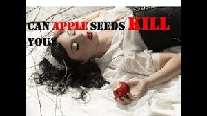 Their pips (seeds) contain amygdalin, a cyanide and. Can Apple Seeds Kill You Do Apple Seeds Contain Cyanide Youtube